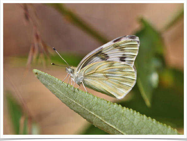 Checkered White